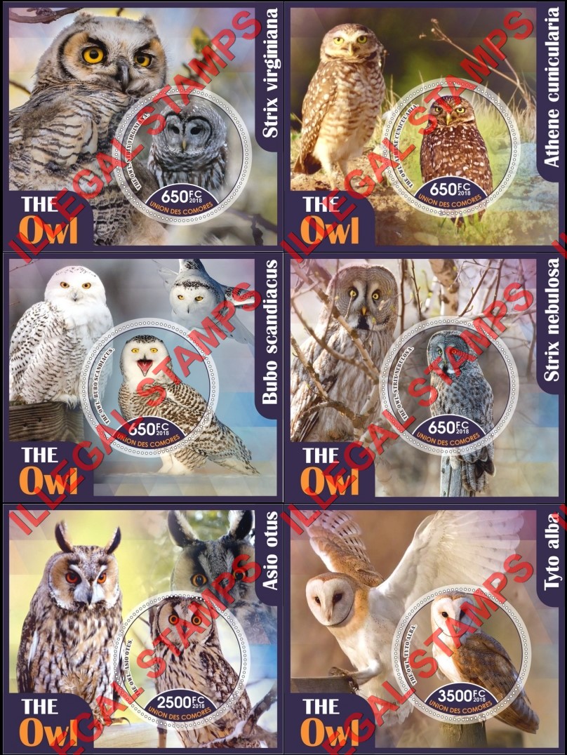 Comoro Islands 2018 Owls Counterfeit Illegal Stamp Souvenir Sheets of 1