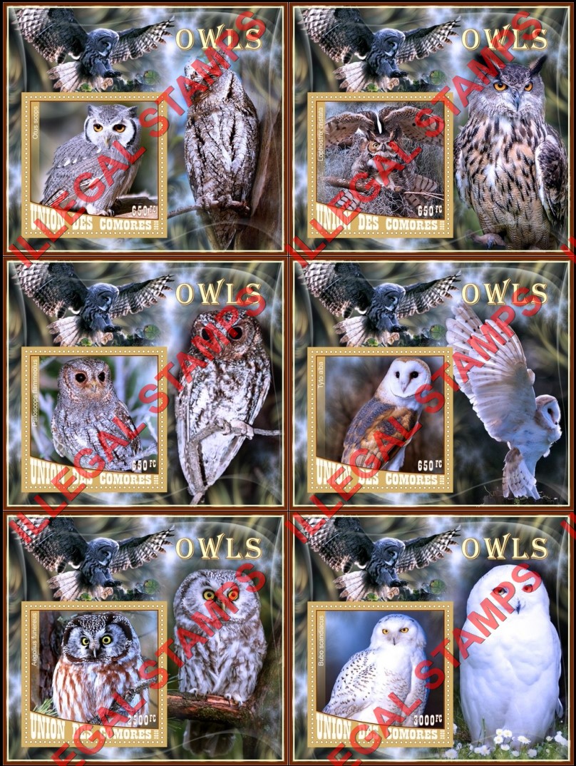 Comoro Islands 2020 Owls Counterfeit Illegal Stamp Souvenir Sheets of 1