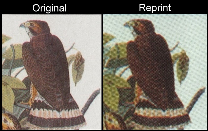 The Unauthorized Reprint Tuvalu 1985 Audubon Birds Scott 282 Printing Comparison